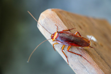 Cockroach Pest Control in Gurgaon