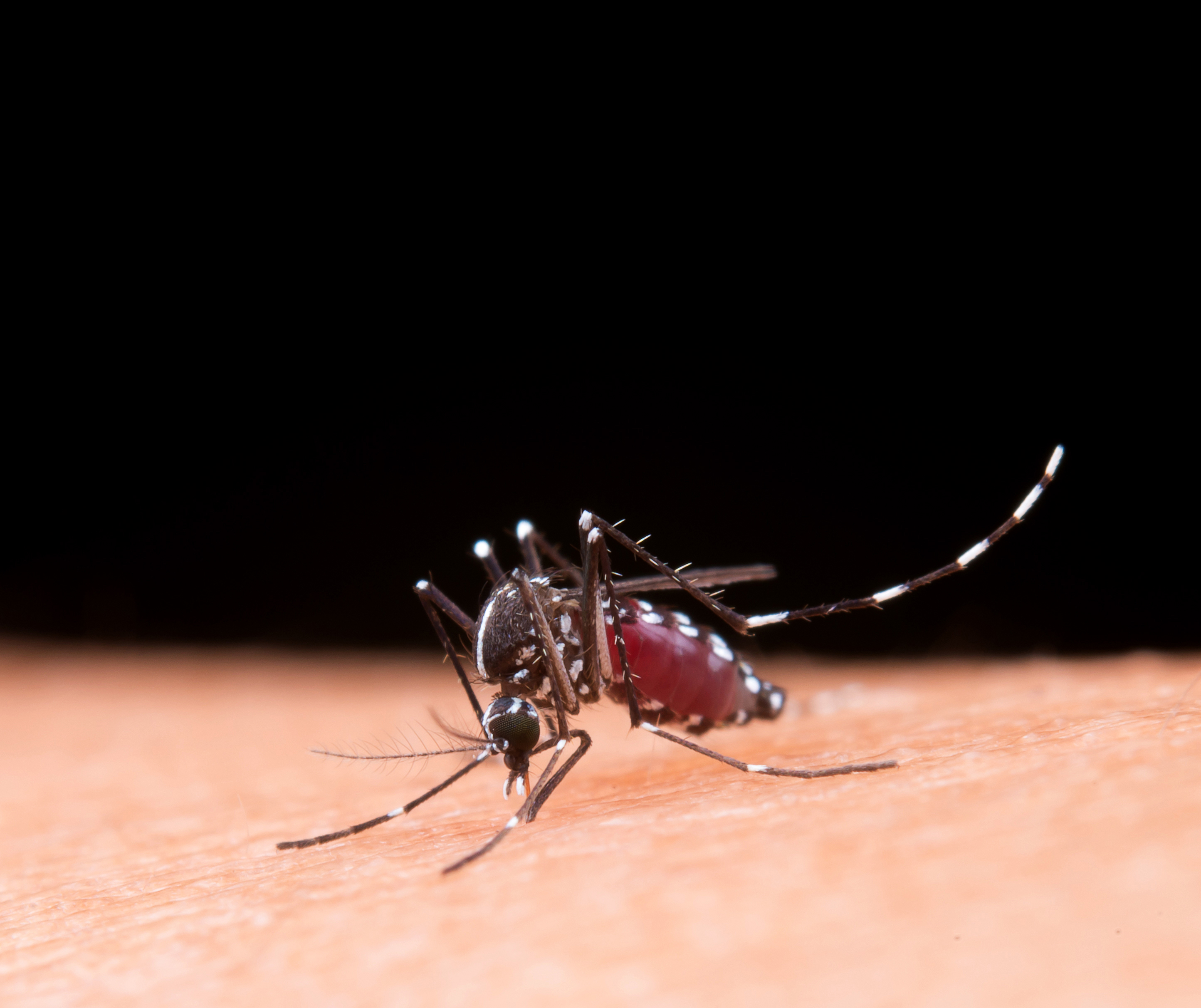 mosquito control in Gurgaon near me