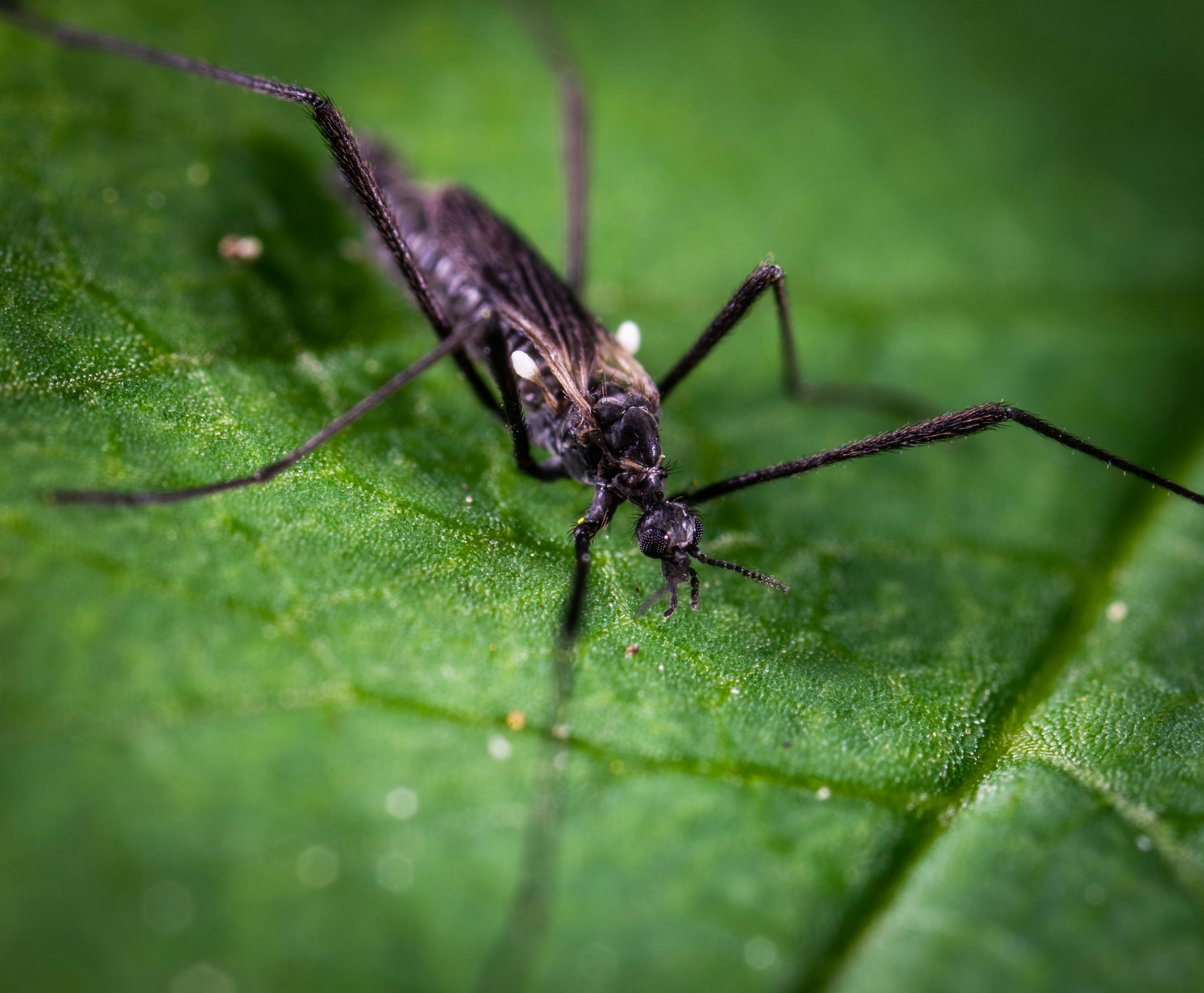 mosquito control in Gurugram near me