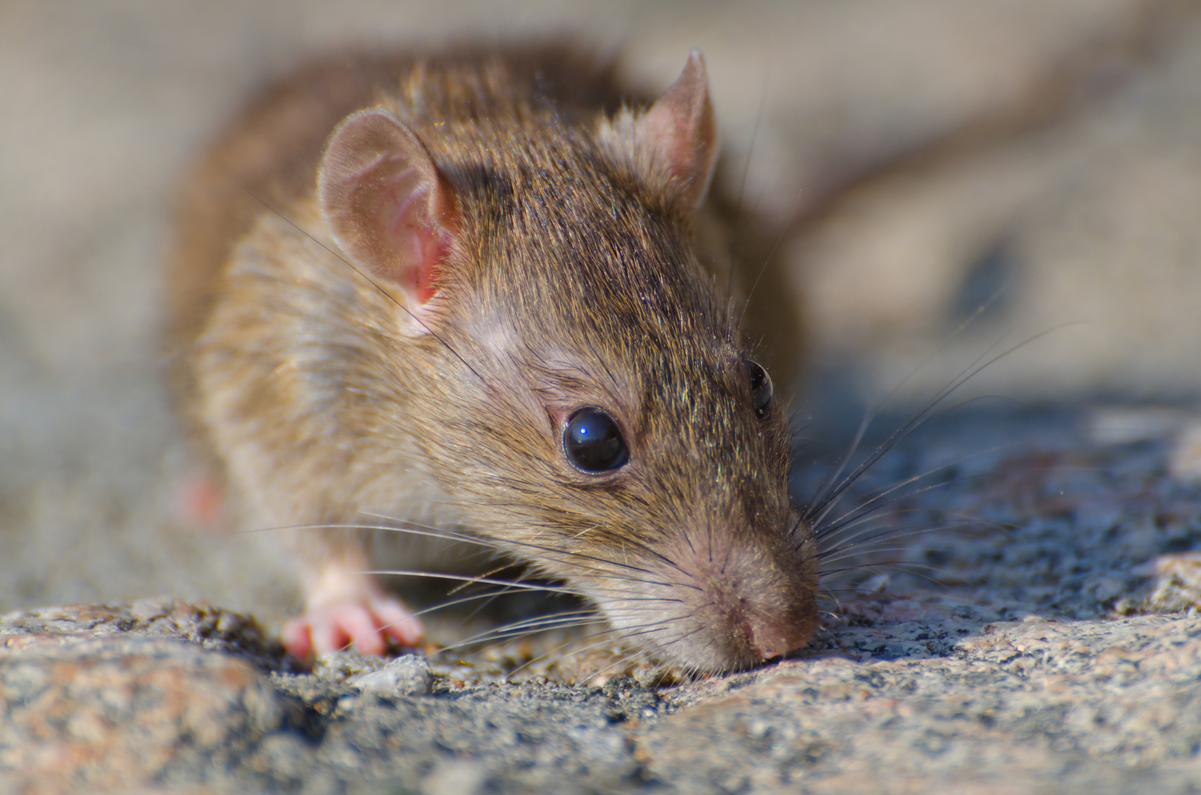 Rodent Control in Noida