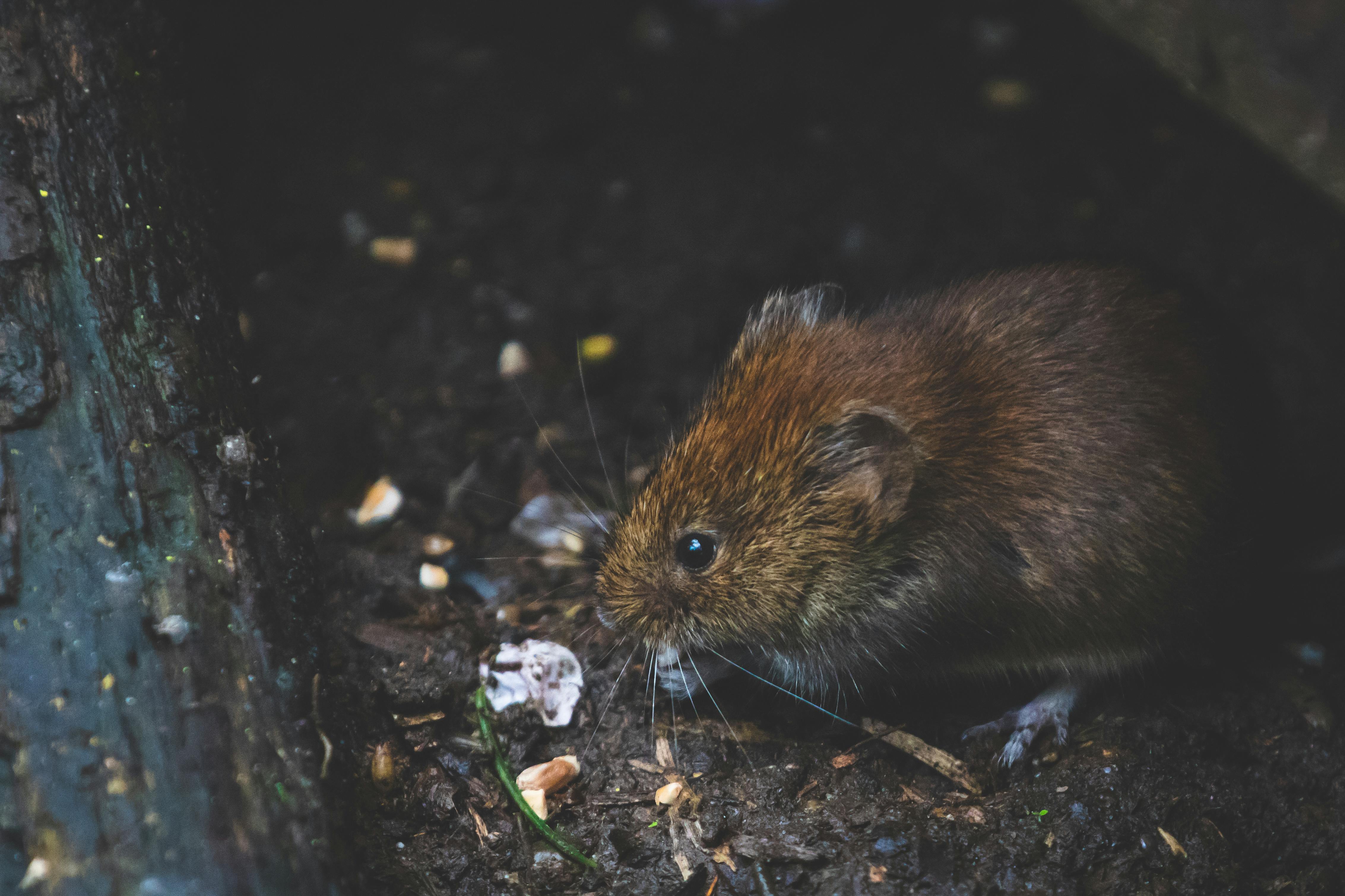 Rodent Control in Delhi