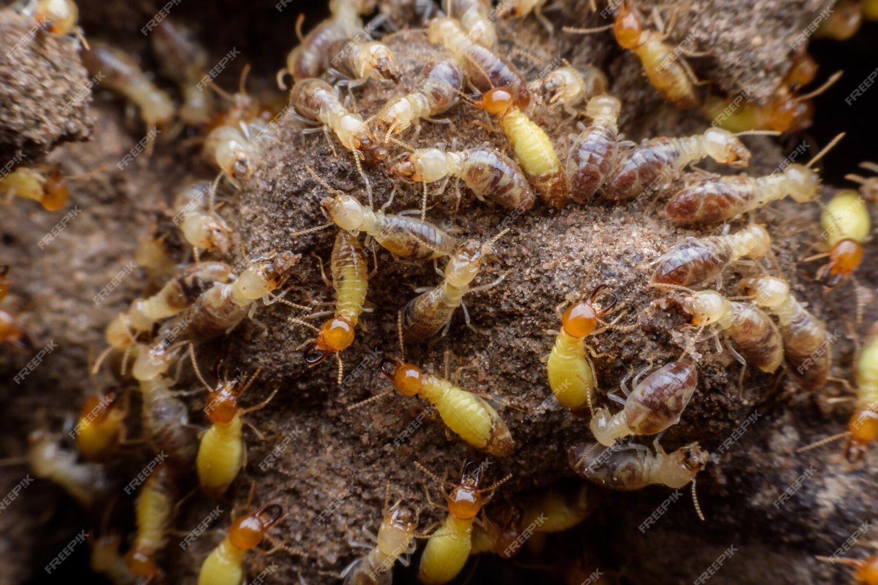 Termite Control in Delhi